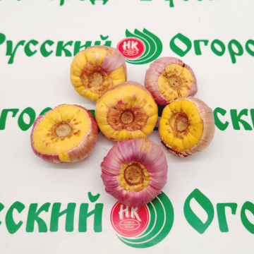 Стандарт поставки 4 Гладиолус Пируэт