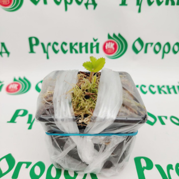 Стандарт поставки 5 Земляника Альбион