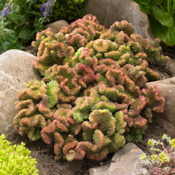 Sedum Sea Coral
