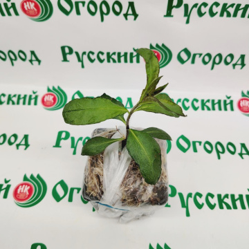 Стандарт поставки 4 Флокс метельчатый Гений