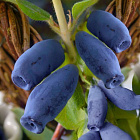 Жимолость Ханиби (горшок 1л)