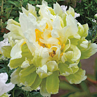 Пион ИТО Грин Хало