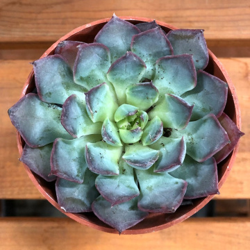 Стандарт поставки 5 Эхеверия Саммер, D-9