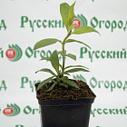 Флокс метельчатый Незабудка
