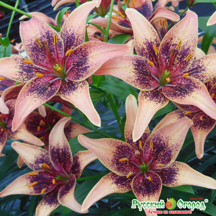 Купить Лилия Вистлер в Москве и РФ. Описание сорта. Пункты самовывоза ...