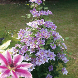 Clematis Piylou
