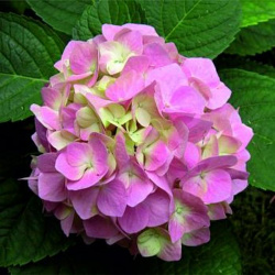 Hydrangea macrophylla Joy