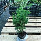 Туя складчатая Кан-кан