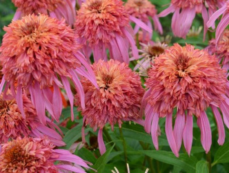 Echinacea Guava led