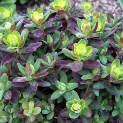 Euphorbia multicolor Bonfire