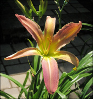 Hemerocallis Ledgewood's Irish Spirit - купить с доставкой