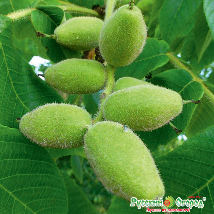 Орех Серый Фото