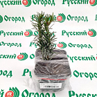 Тисс ягодный Фастигиата Робуста