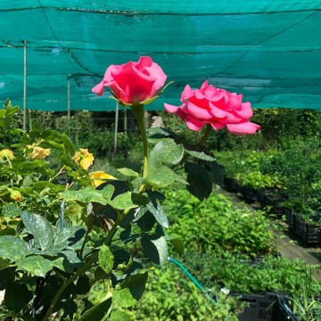 Стандарт поставки 4 Роза штамбовая Аква Стандарт поставки 4 Роза штамбовая Аква