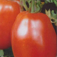 Томат Рубиновый кубок - купить с доставкой