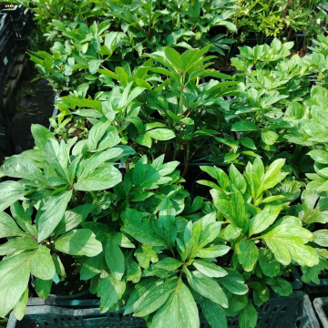 Стандарт поставки 1 Пион молочноцветковый Честин Гуди