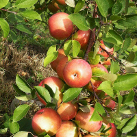 Яблоня Суперинтенсивное - купить с доставкой