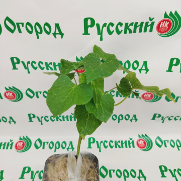 Стандарт поставки 4 Батат Ковингтон