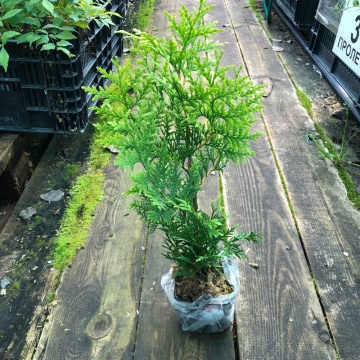 Стандарт поставки 1 Туя западная Голден Брабант