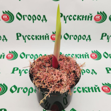 Стандарт поставки 2 Гладиолусы в ассортименте (горшок Р9)