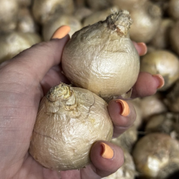 Стандарт поставки 3 Гиацинт Уайт Перл