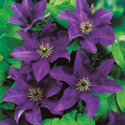 Clematis prezident