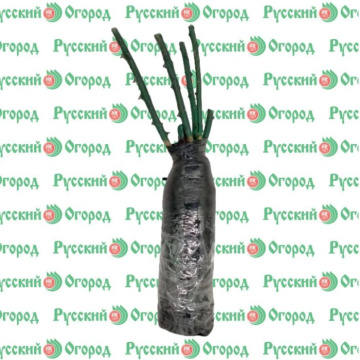 Стандарт поставки 12 Роза Каралуна