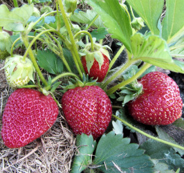 Strawberry Pomegranate Early™