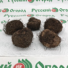 Бегония Бахромчатая желтая