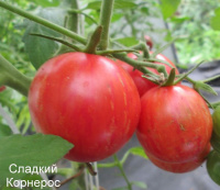 Томат Сладкий Карнерос - купить с доставкой