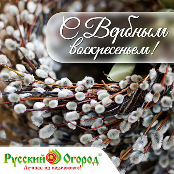 Будь здоров, как верба!