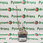 Сирень обыкновенная Знамя Ленина