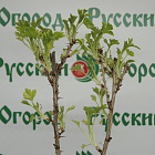 Крыжовник Хинномаки Род (горшок 2л)