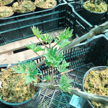 Стандарт поставки 10 Пион древовидный Король Цветов