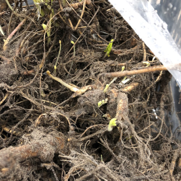 Стандарт поставки 3 Люпины Гибриды Рассела, смесь