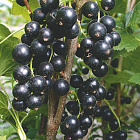 Смородина Черная Пагода