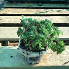 Можжевельник обыкновенный Кориелаган