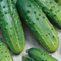 Огурец Бочковой засол - купить с доставкой