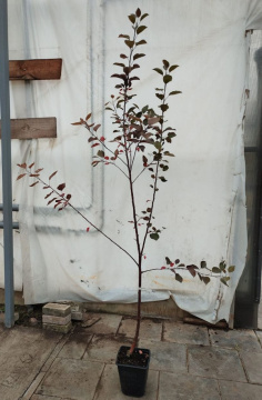 Стандарт поставки 5 Яблоня с красной мякотью Красная Вертмана (горшок 7л)