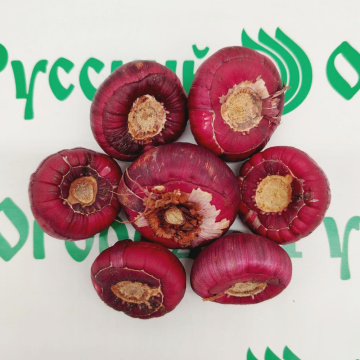 Стандарт поставки 9 Гладиолус Колор Клаб