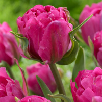 Тюльпан Малиновая роза™ - купить с доставкой