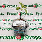 Сирень обыкновенная Афродита