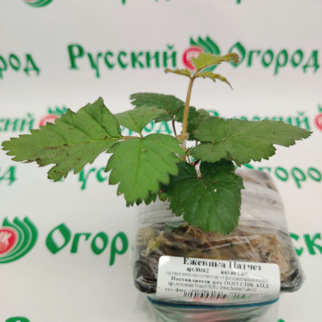 Стандарт поставки 3 Ежевика Натчез