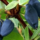 Жимолость Сувенир (горшок 1л)