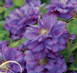 Clematis královna Bona