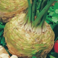 Сельдерей корневой Кладезь здоровья - купить с доставкой