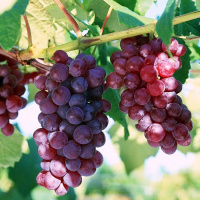 Виноград Люссиль - купить с доставкой