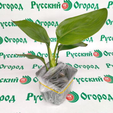 Стандарт поставки 4 Стрелиция