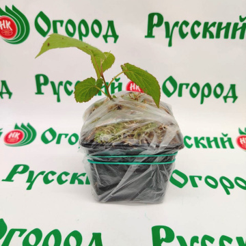 Стандарт поставки 4 Актинидия коломикта Вафельная