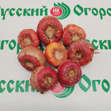 Стандарт поставки 2 Гладиолус Н. И. Кузнецов